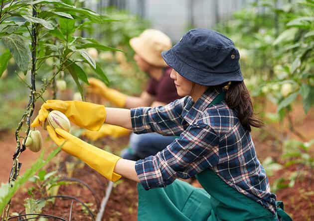 Modern Agriculture - 28圈